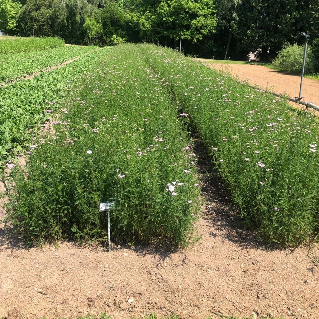 ACHILLEA MILLEFOLIUM